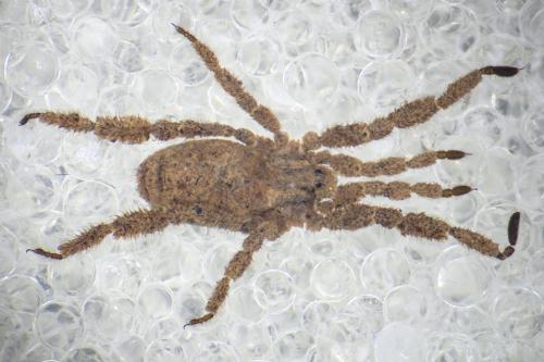 Anelasmocephalus hadzii